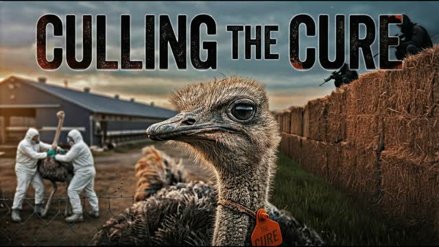 The Truth About Canada�s Ostrich Slaughter