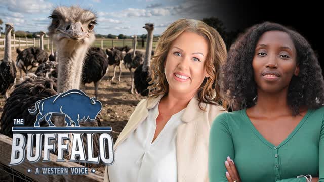 CBC releases ostrich doc, NDP caucus tension, Eby caves on DRIPA suspension | Buffalo Roundtable