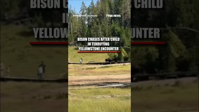 WATCH: Bison CHARGES after child in TERRIFYING encounter #shorts #us #news #foxnews