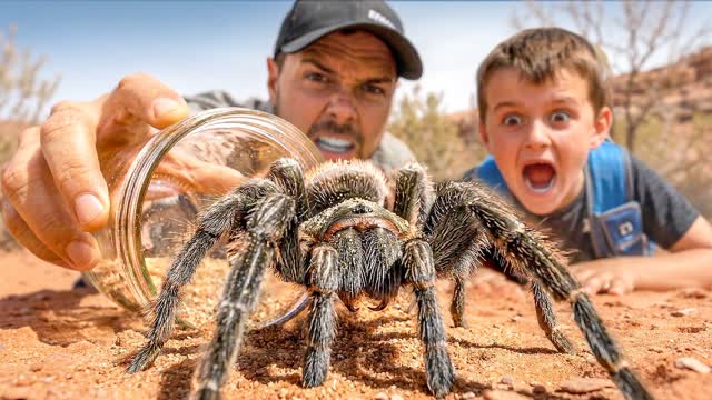 Catching Spiders with Subscribers!