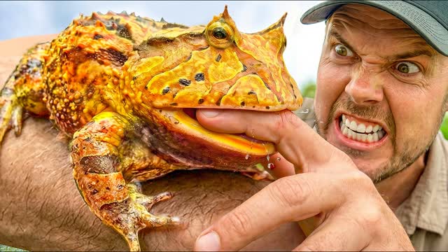 Catching the Pac-Man Frog that Eats EVERYTHING!