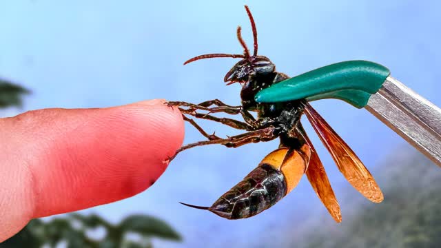 Stung by a Giant Banded Hornet!