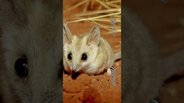 The Fat-Tailed Dunnart?!