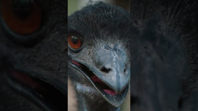 What came first: the chicken or the egg?