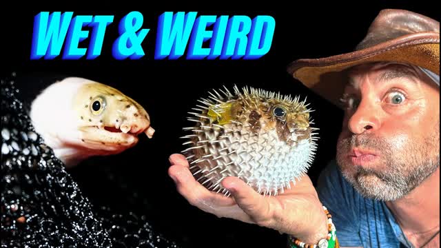 Bizarre Sea Creatures of Komodo Island - What Did We Find?