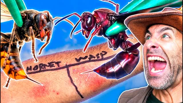 STUNG by a Wasp & Hornet (Do Not Attempt)!