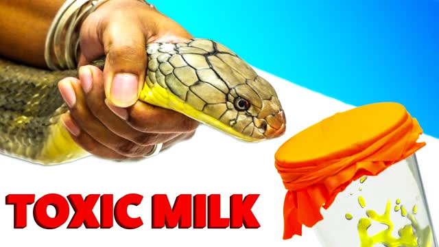 King Cobra - World's Deadliest Venom Milking!