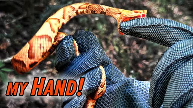 BITTEN by a Venomous Snake!