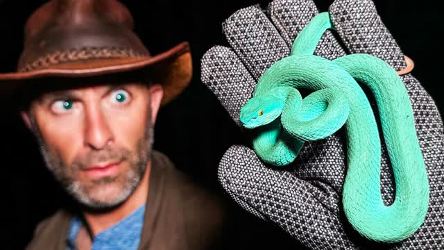 Super Rare Blue Viper Caught! (Gary De'Snake from Zootopia!?)