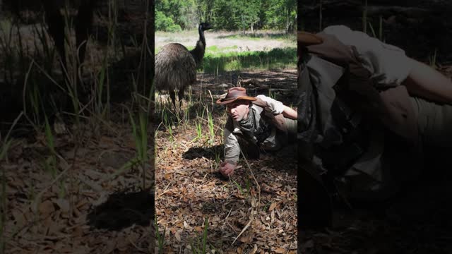 GROSS! I almost got POOPED ON by an emu!