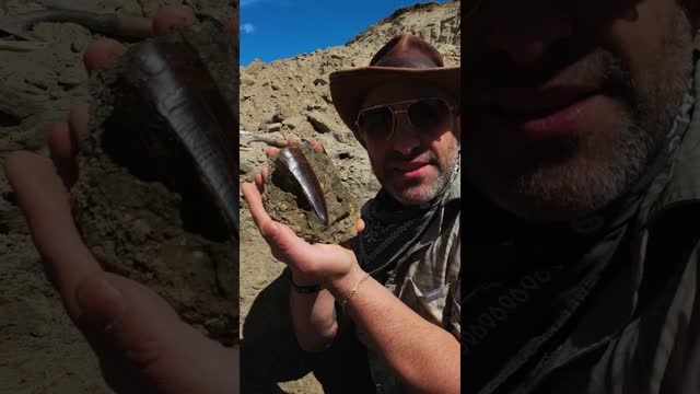 MASSIVE T. REX TOOTH FOUND!