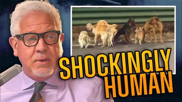 7 Stolen Dogs Escape and Travel Home... But the Story Goes MUCH Deeper