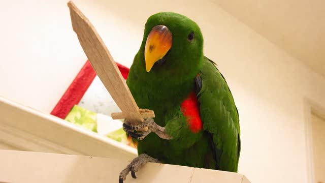 Funniest & Smartest Parrots 😂 They Know Exactly What They’re Doing