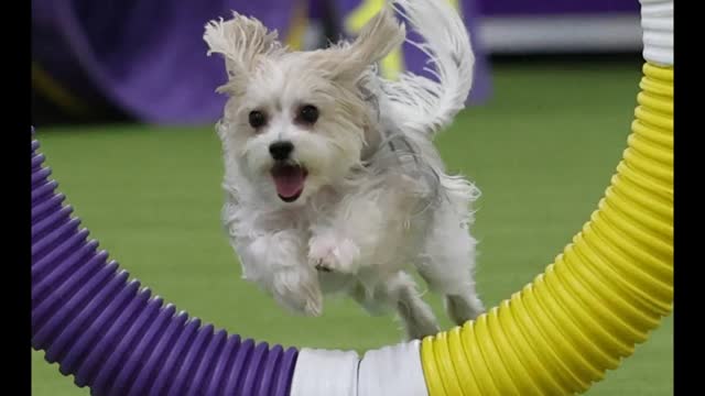 Westminster Dog Show Kicks Off 150th Edition