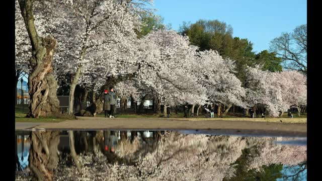 Washington�s Cherry Blossoms Hit Peak Bloom