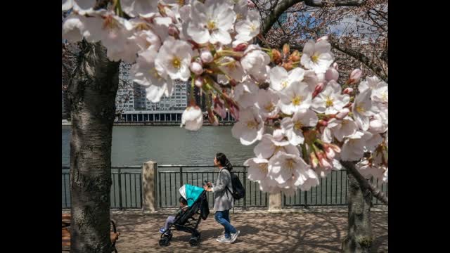 Cherry Blossom Protectors Return to Roosevelt Island