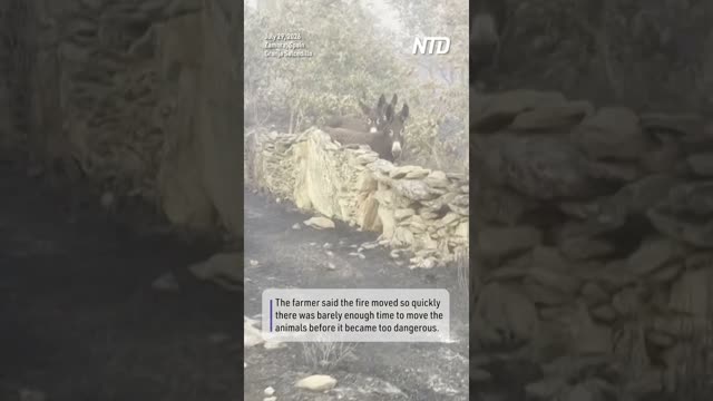 Spanish Farmer Reunites With Her Donkeys After Escaping Wildfire