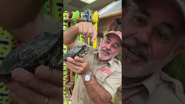 Check out this two headed turtle! ? ?