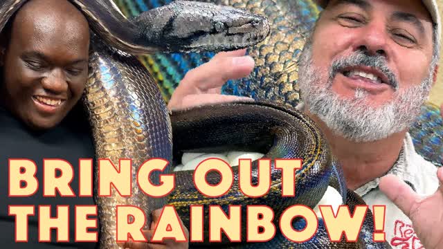 One of a Kind Massive Rainbow Reticulated Python??