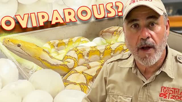Momma Python laid a Massive Clutch of snake eggs?