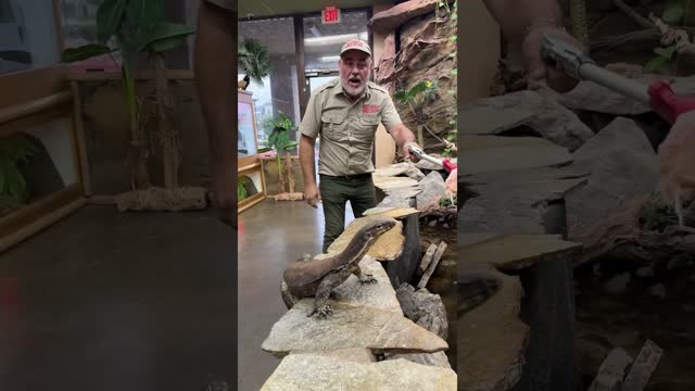 Lizard water monitor ? getting some enrichment!