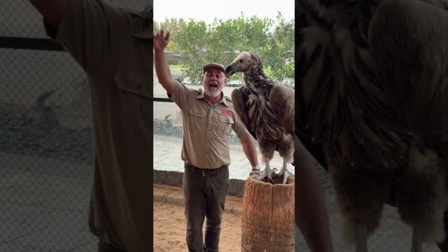 Got a vulture ? who�s ready to pick a fight almost ? so got to be careful