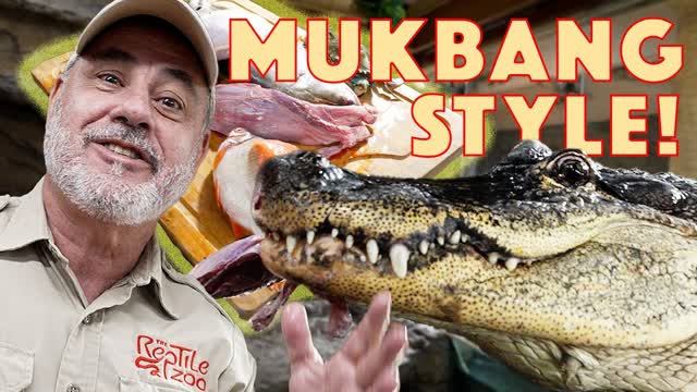 Darth Gator Gets a Feast Mukbang Style?