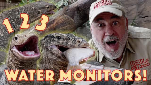 Feeding all Our Water Monitor Lizards at the Zoo Today?