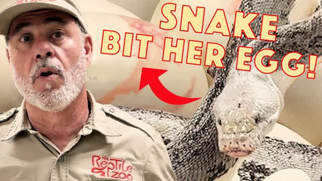 Big Momma Python Bites Her Own Egg?