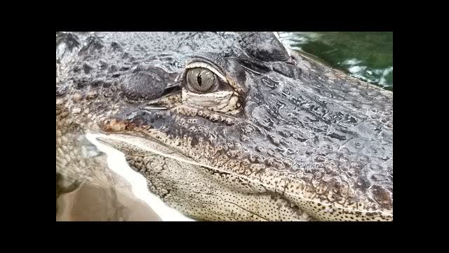 LIVE Feeding GIANT LIZARDS AND HUGE ALLIGATORS