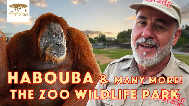 Habooba the Orangutan Showing Me Around the Zoo?
