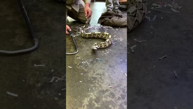 Unveiling one of our ? newest additions here at the zoo! ?